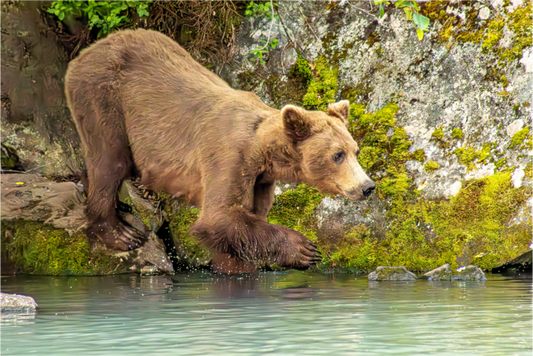 Nature photography print of a brown bear standing on a rock in a body of water with a rocky background