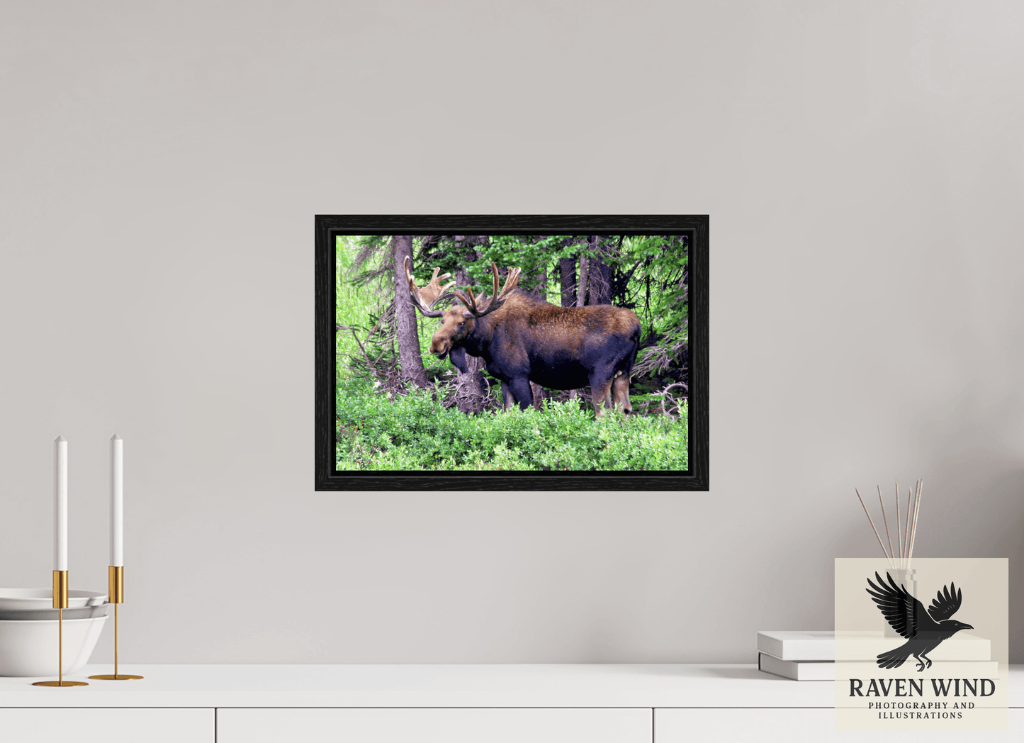15 x 10″, Floater Frame - black oak frame - ready to hang Watchful Moose Nature Photography Print