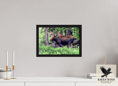 15 x 10″, Floater Frame - black oak frame - ready to hang Watchful Moose Nature Photography Print