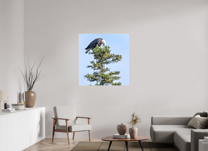 Silent Sentinel – Bald Eagle in Alaska’s Pines Nature Photography Print
