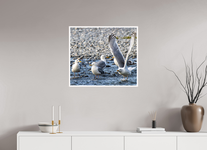 Wings in Motion – Seagulls on the Kasilof River, Alaska Nature Photography Print