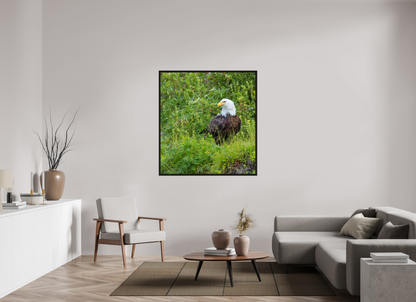 Grounded Majesty – Bald Eagle in Alaska’s Wilderness Nature Photography Print