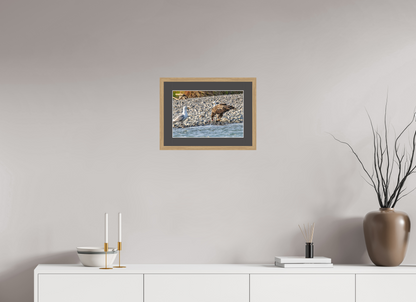 Mine? Mine? – Bald Eagle and Seagull Shoreline Standoff Nature Photography Print
