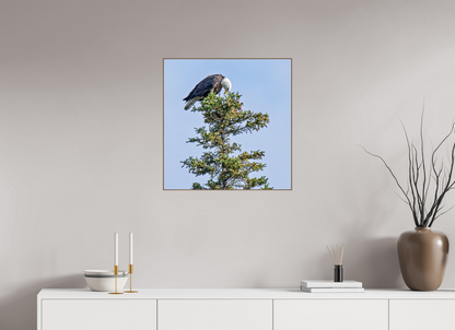 Silent Sentinel – Bald Eagle in Alaska’s Pines Nature Photography Print
