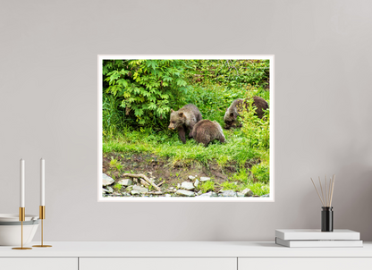 Brown Bear Triplets