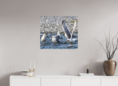 Wings in Motion – Seagulls on the Kasilof River, Alaska Nature Photography Print