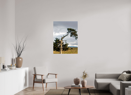 30 x 40″, Print on Canvas - ready to hang or set on a shelf The Cedar That Weathered It All Nature Photography Print