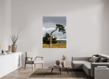 45 x 60″, Photo Print Under Acrylic Glass - Not Framed -Ready to hang The Cedar That Weathered It All Nature Photography Print