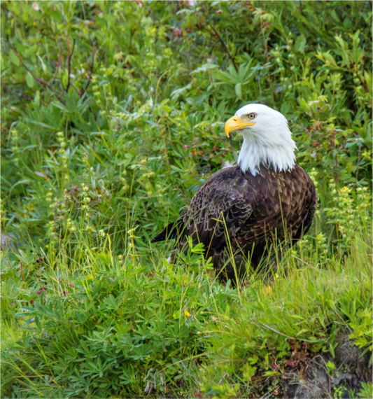Nature photography print of a bald eagle in a grassy area