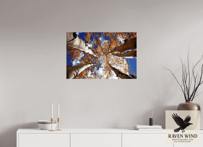 30 x 20″, Photo Print Under Acrylic Glass - ready to hang Reaching for the Sky - Aspens in the Fall Nature Photography Print