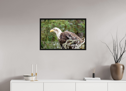 Majestic Watch – Bald Eagle on the Kenai Peninsula Nature Photography Print