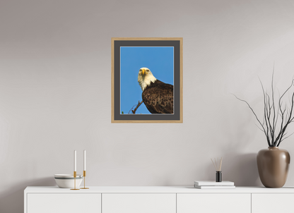 Eyes of the Wild – Bald Eagle in Alaska’s Wilderness Nature Photography Print