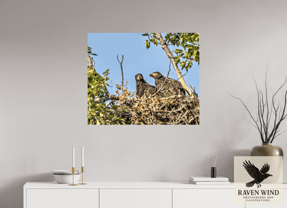 34 x 28″, Fine Art Print on Photo Rag Baryta - unframed (email for frame options) Nestmates - Young Eagles in a Woodland Home Nature Photography Print