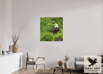 36 x 38.5″, Fine Art Print on Pearl Texture - unframed (email for frame options) Grounded Majesty - Alaskan Bald Eagle Nature Photography Print