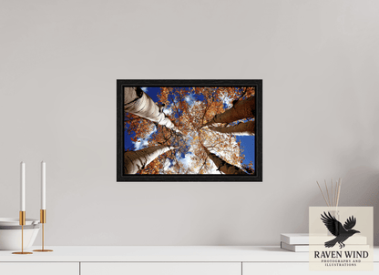 15 x 10″, Floater Frame - black oak frame - ready to hang Reaching for the Sky - Aspens in the Fall Nature Photography Print