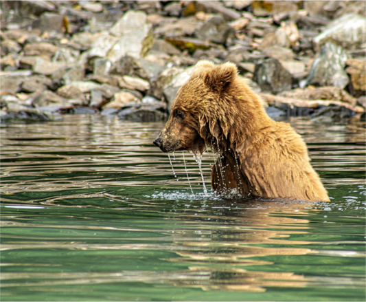 Wildlife photography print of a brown bear in water with rocky background