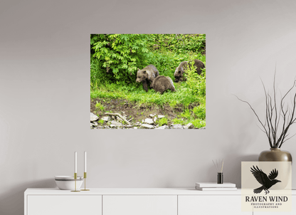 34 x 28″, Photo Print On Fuji Crystal DP II - unframed Brown Bear Triplets Nature Photography Print