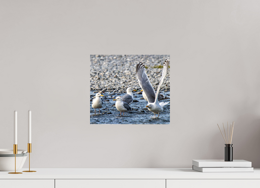 Wings in Motion – Seagulls on the Kasilof River, Alaska Nature Photography Print