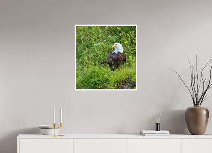 Grounded Majesty – Bald Eagle in Alaska’s Wilderness Nature Photography Print