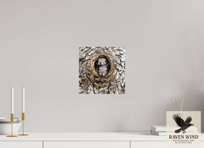 Raven Wind Photography & Illustrations-Curious Peek Fine Art Wildlife Photography Print -