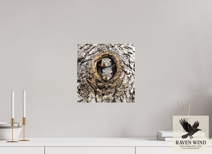 Raven Wind Photography & Illustrations-Curious Peek Fine Art Wildlife Photography Print -