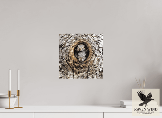 Raven Wind Photography & Illustrations-Curious Peek Fine Art Wildlife Photography Print -