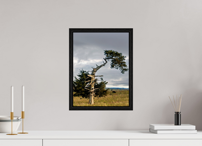 12 x 16″, Floater Framed with Black Oak The Cedar That Weathered It All Nature Photography Print