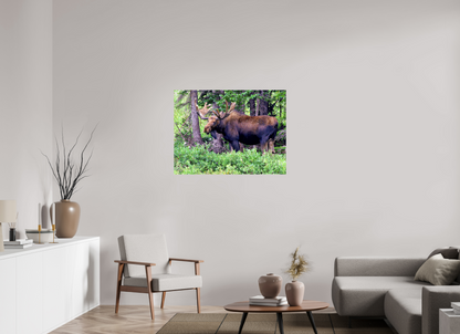 Watchful Moose - Fine Art Wildlife Print