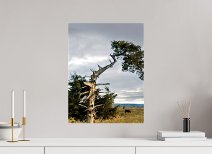 15 x 20″, Print on Canvas - ready to hang or set on a shelf The Cedar That Weathered It All Nature Photography Print