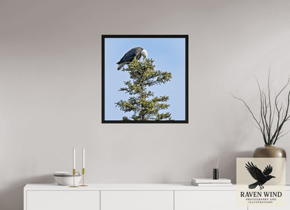 24 x 24.6″, Floater Frame - black oak frame - ready to hang Silent Sentinel - Bald Eagle in Alaska's Pines Nature Photography Print