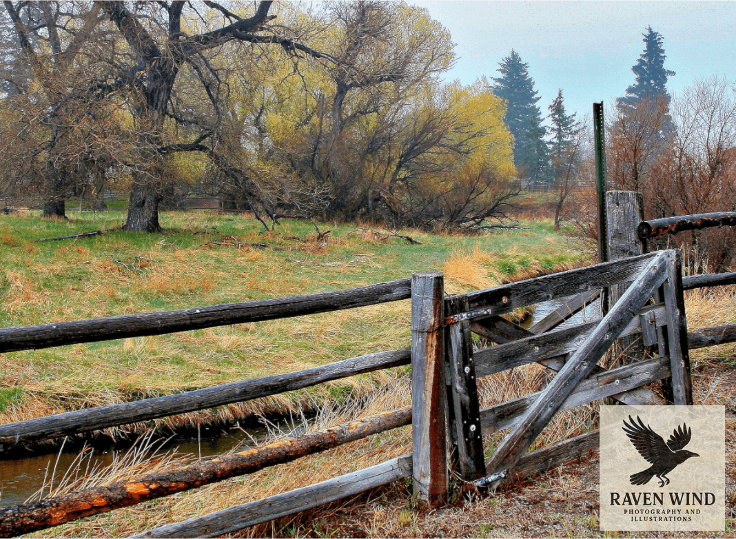 A nature photography print of a rustic pasture gate: and wooden fence in a rural landscape with trees and grass.