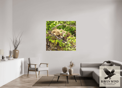 50 x 50″, Print on Canvas - ready to hang or set on a shelf Hide and Peek Nature Photography Print