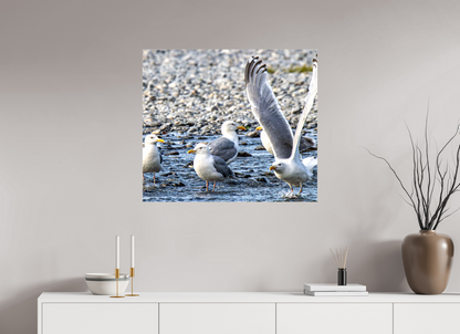 Wings in Motion – Seagulls on the Kasilof River, Alaska Nature Photography Print
