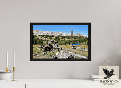 20.1 x 12″, Floater Frame -black oak frame - ready to hang Standing Bear Tree - Bear Lake, Colorado Nature Photography Print