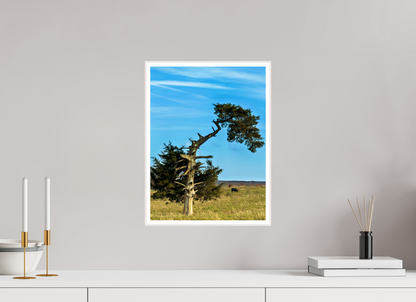 Still Standing – The Cedar That Reached for the Sky