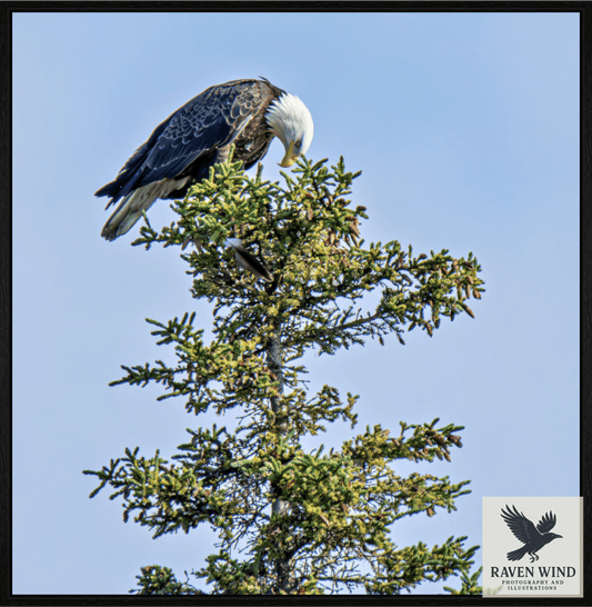 Nature Photography Print of a Bald eagle perched on a tree branch with a clear blue-sky background