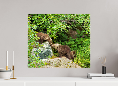 'Kissing" Bear Cubs