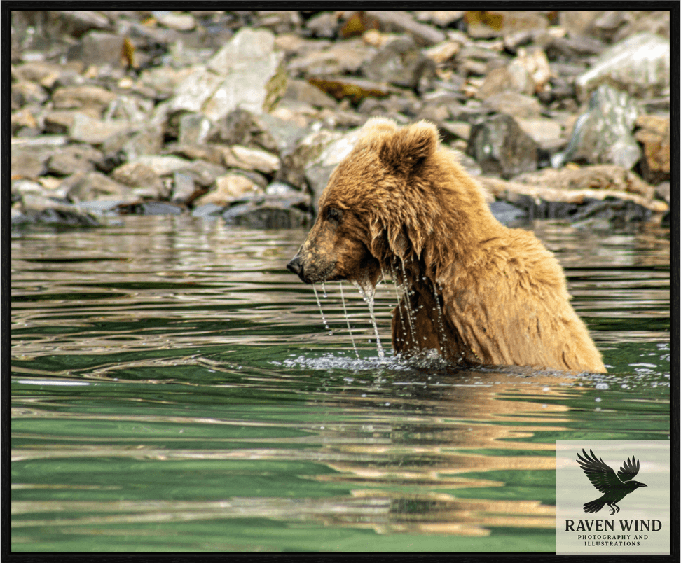 Wildlife photography print of a brown bear in water with rocky background
