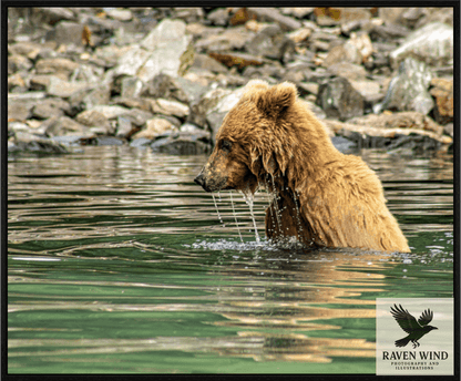 Wildlife photography print of a brown bear in water with rocky background