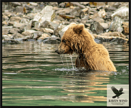 Wildlife photography print of a brown bear in water with rocky background