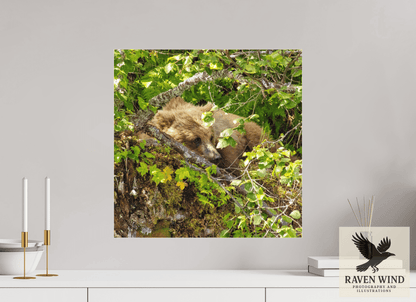 20 x 20″, Photo Print Under Acrylic Glass - ready to hang Hide and Peek Nature Photography Print