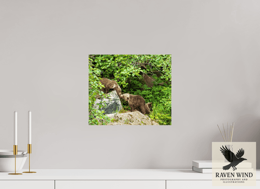 14.1 x 12″, ChromaLuxe HD Metal Print - ready to hang 'Kissing" Bear Cubs Nature Photography Print