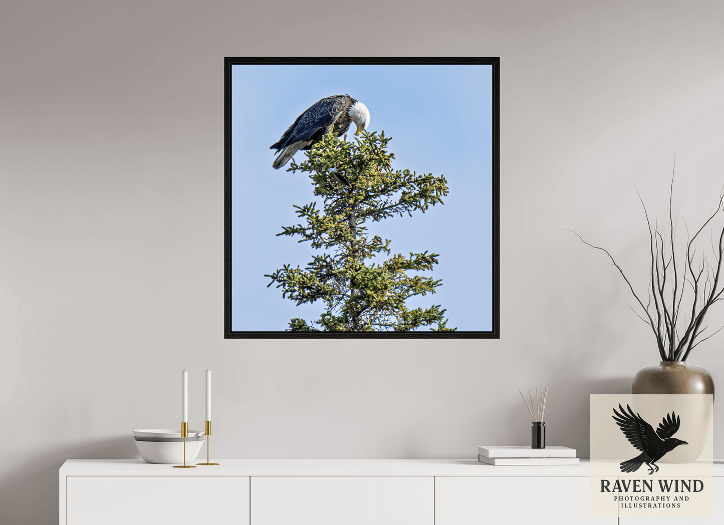 31 x 31.7″, Floater Frame - black oak frame - ready to hang Silent Sentinel - Bald Eagle in Alaska's Pines Nature Photography Print