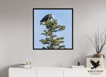 31 x 31.7″, Floater Frame - black oak frame - ready to hang Silent Sentinel - Bald Eagle in Alaska's Pines Nature Photography Print
