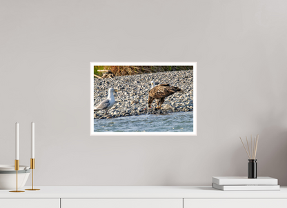 Mine? Mine? – Bald Eagle and Seagull Shoreline Standoff Nature Photography Print