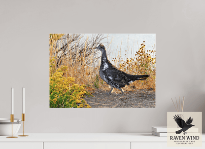 22.9 x 16″, Photo Print Under Acrylic Glass - ready to hang Grounded Grace - a Wild Grouse Nature Photography Print