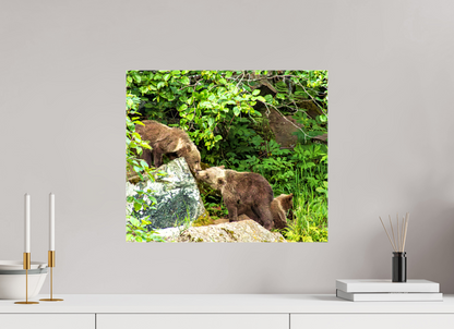 'Kissing" Bear Cubs