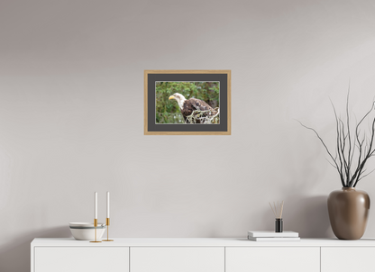 Majestic Watch – Bald Eagle on the Kenai Peninsula Nature Photography Print