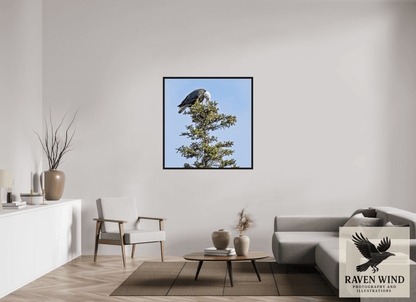 43 x 44.1″, Floater Frame - black oak frame - ready to hang Silent Sentinel - Bald Eagle in Alaska's Pines Nature Photography Print