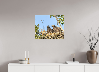 Nestmates – Young Eagles in a Woodland Home – Nature Photography Print